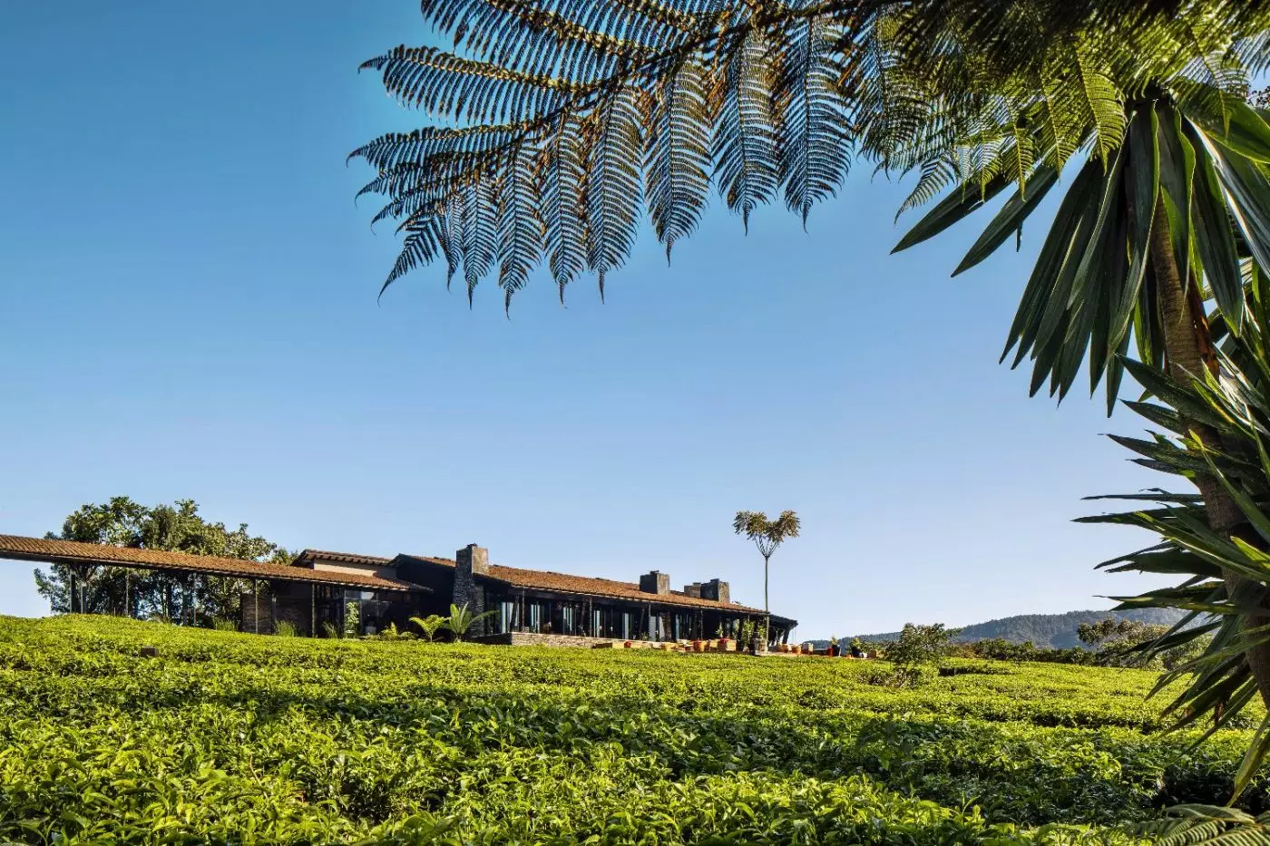 One&Only Nyungwe House