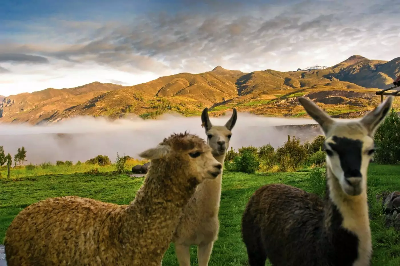 Las Casitas, A Belmond Hotel, Colca Canyon