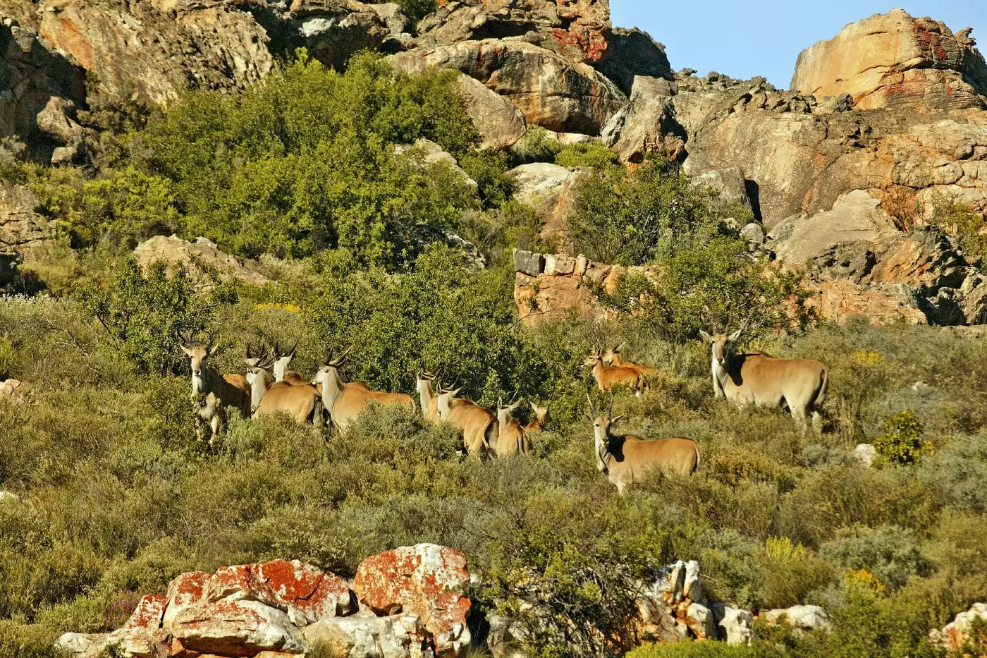 Bushmans Kloof Reserve