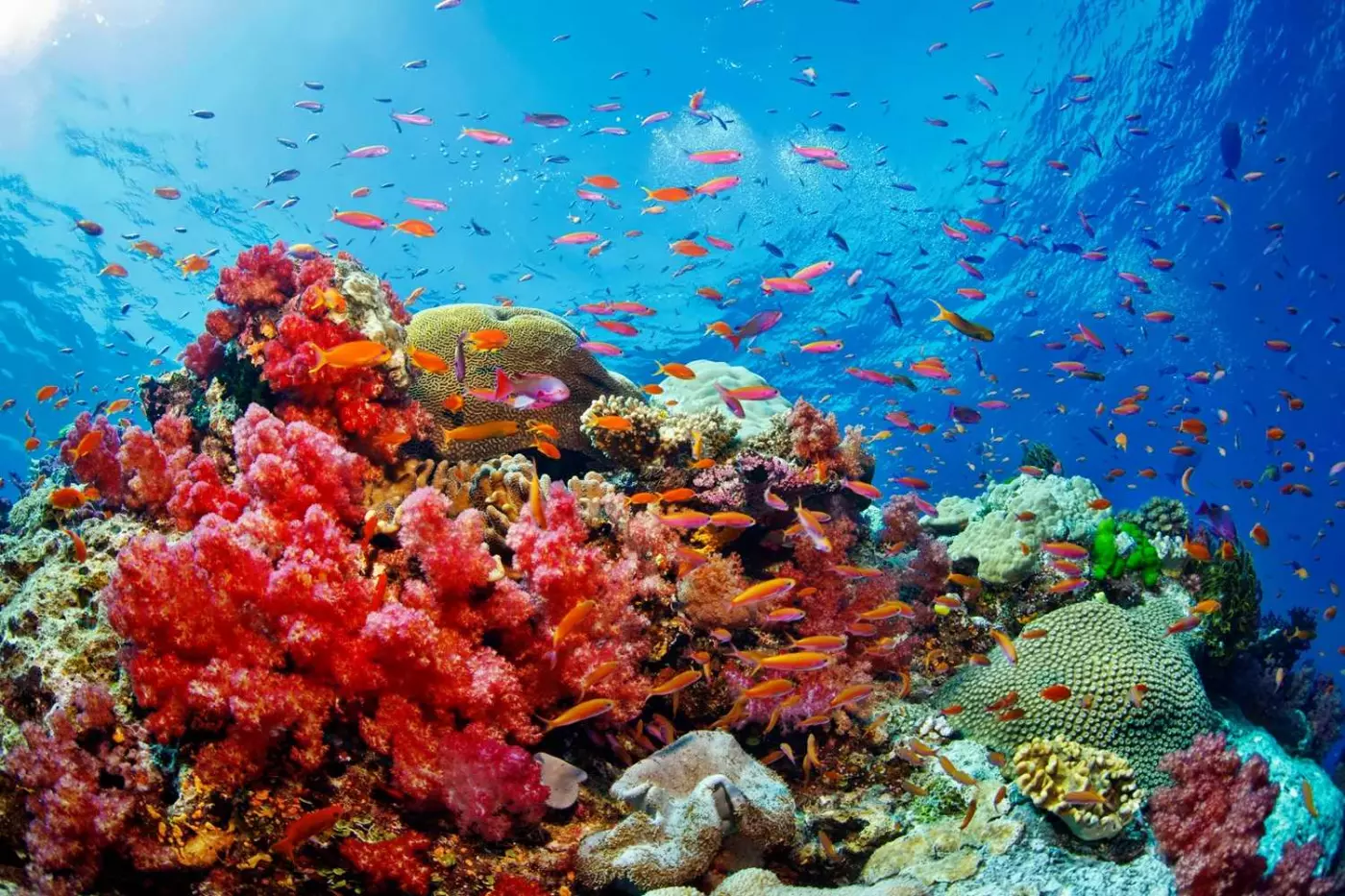 Jean-Michel Cousteau Resort Fiji
