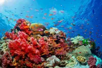 Thumbnail Jean-Michel Cousteau Resort Fiji