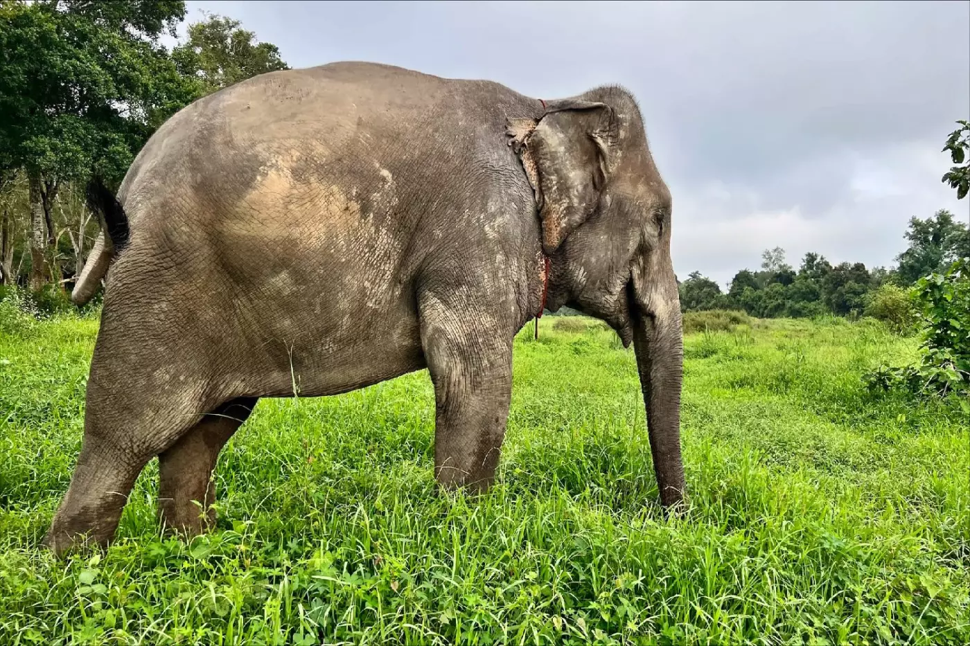 Anantara Golden Triangle Elephant Camp & Resort