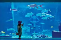 Thumbnail The Royal at Atlantis