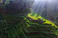 Thumbnail Anantara Ubud Bali Resort