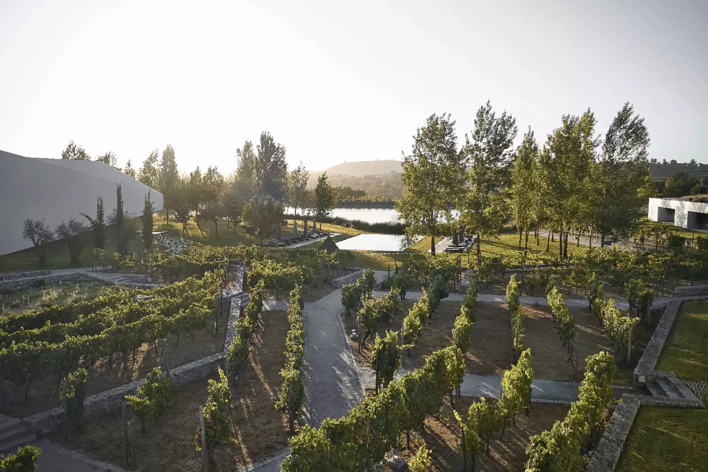 L'AND Vineyards