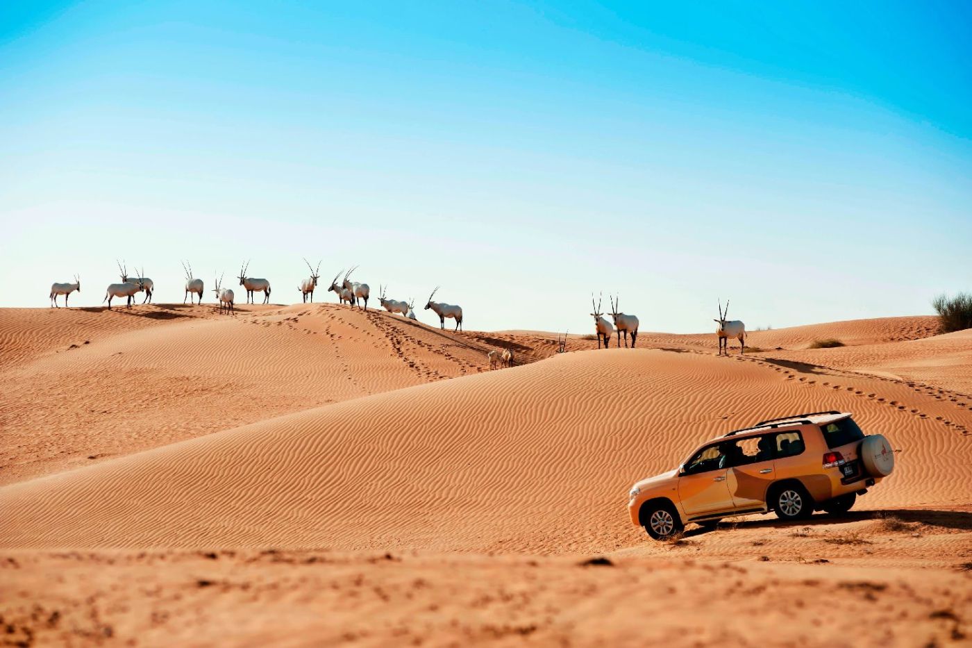 Al Maha Desert Resort & Spa Dubai