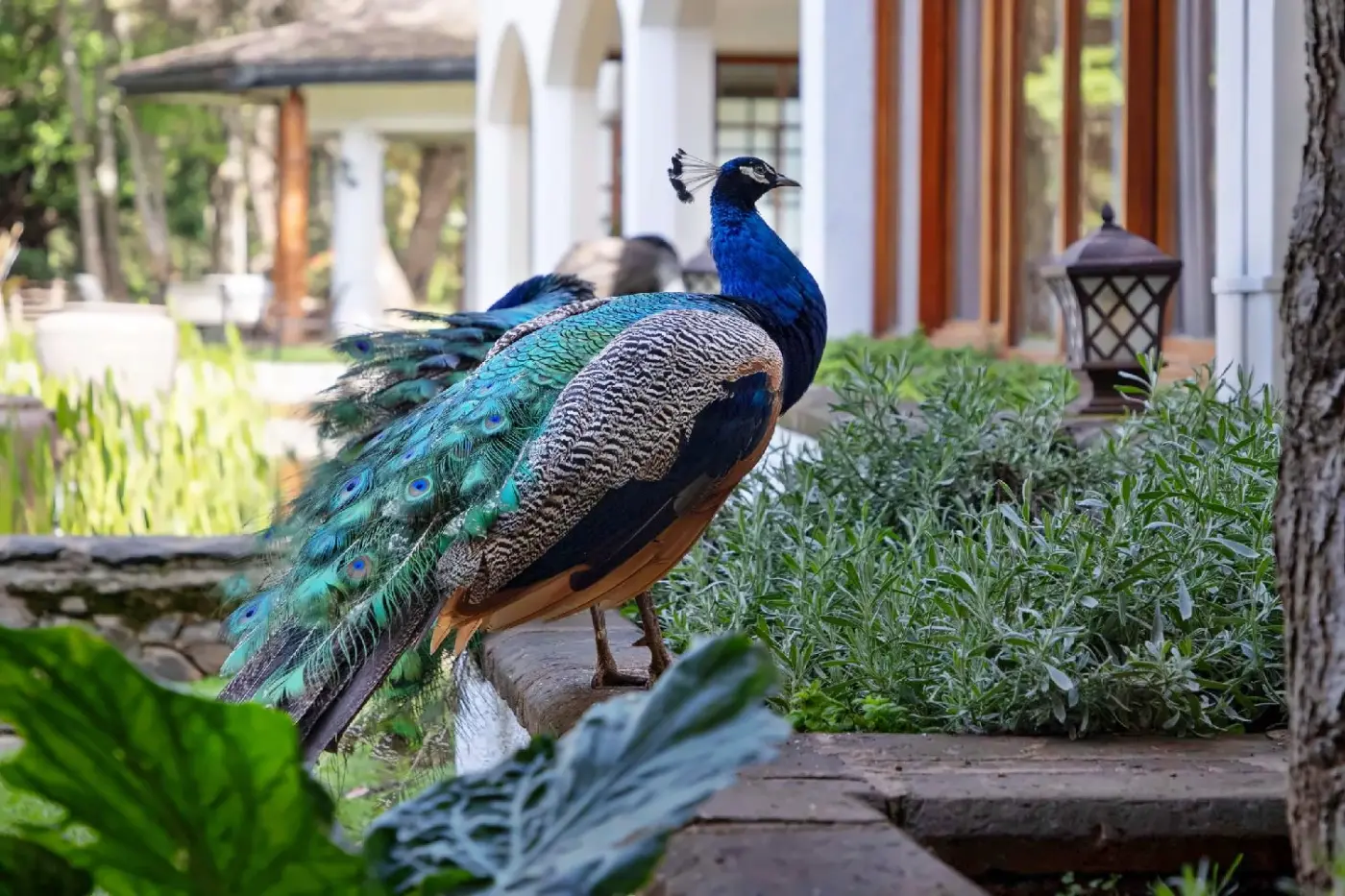 Fairmont Mount Kenya Safari Club