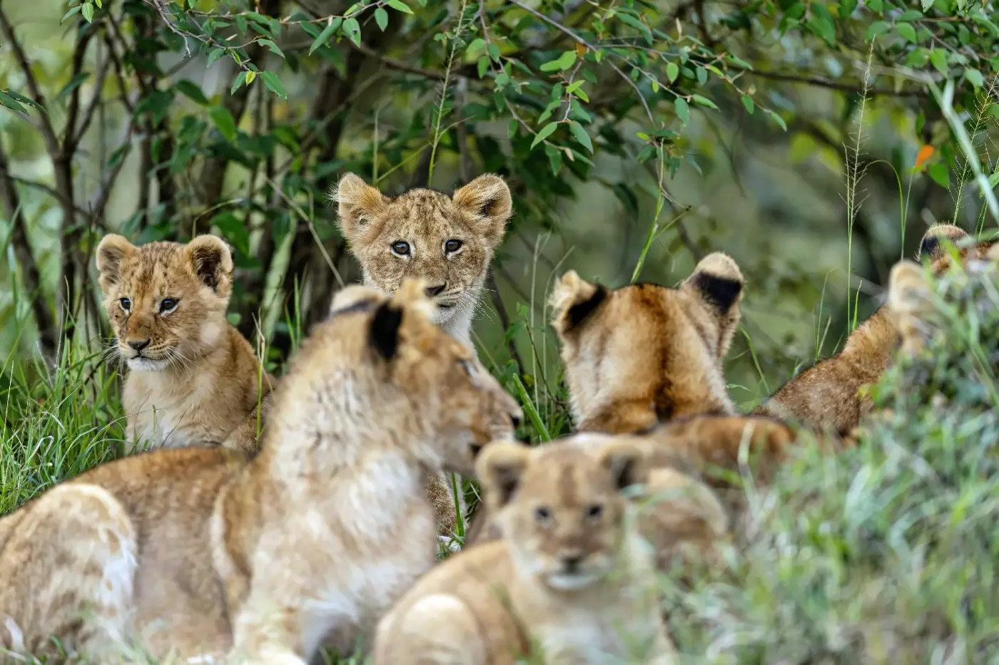 Ritz Carlton Masai Mara Safari Camp