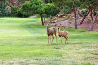 Thumbnail The Ranch at Laguna Beach