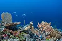 Thumbnail Six Senses Laamu