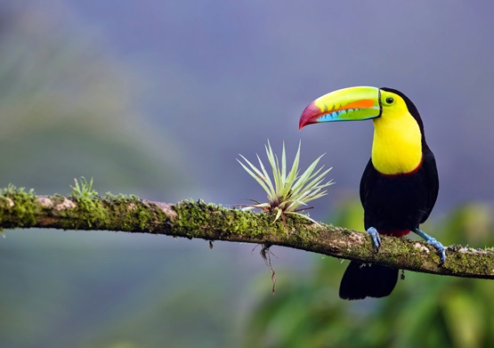 Costa Rica