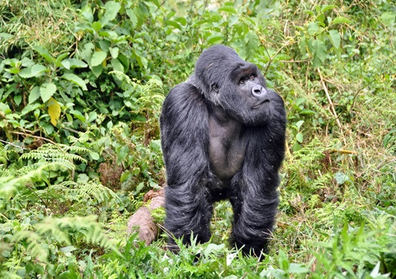 Rwanda