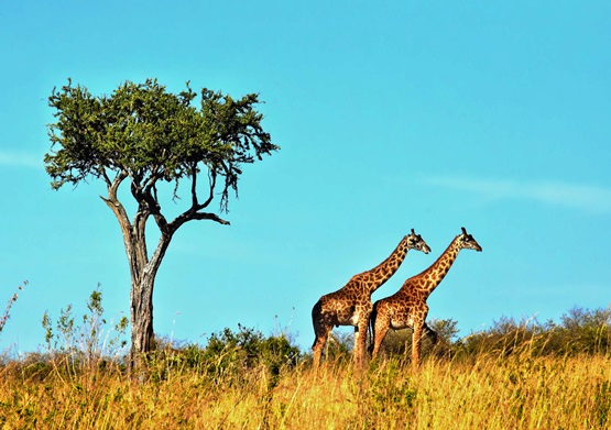 Tanzania